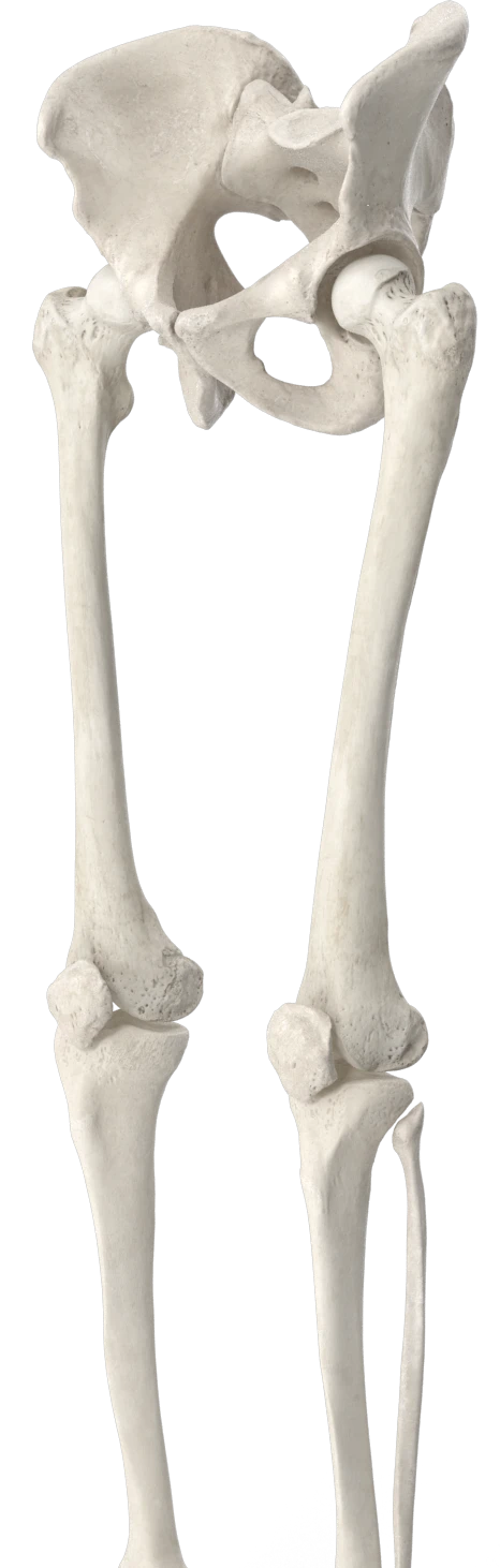 腿部延长方法